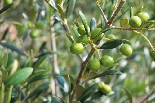 olives olive tree olive branch