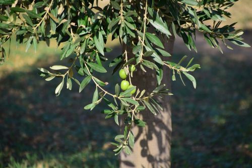 olives olive tree nature