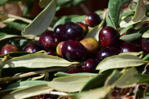 olives black black olives