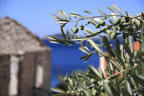 olives croatia sea