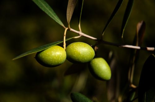 olives olivier close up