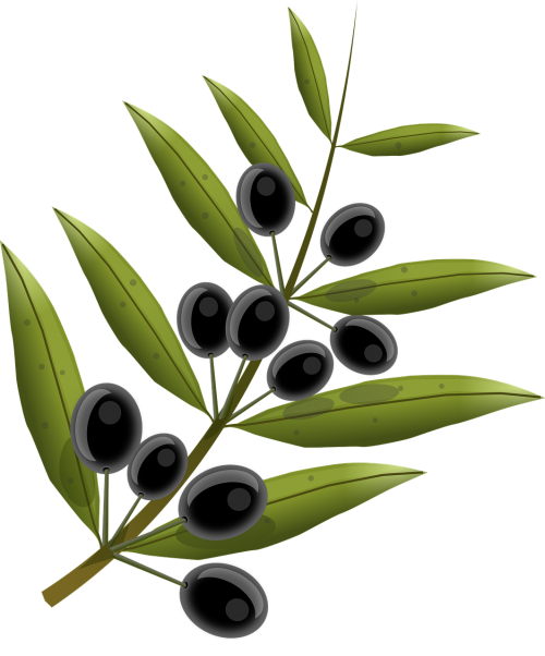 olives fruits olive tree