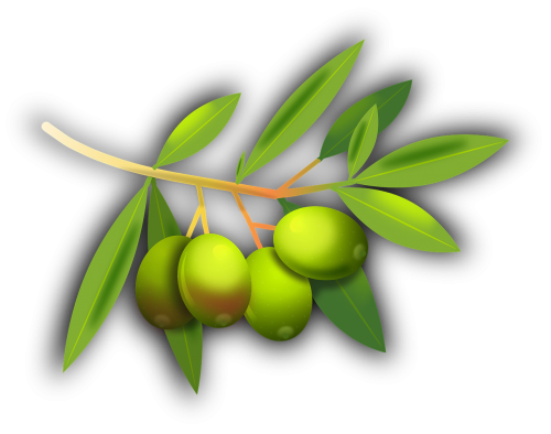 olives fruits olive tree