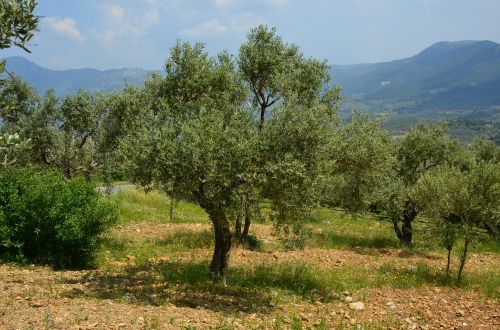 olives olive tree olive magazine