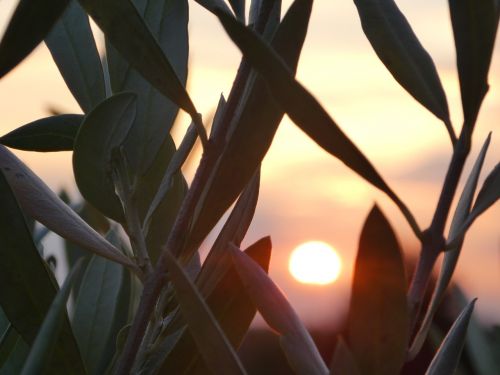 olives sunset evening