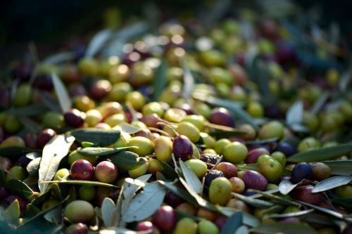 olives provence france