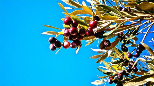 olives olivas fruit