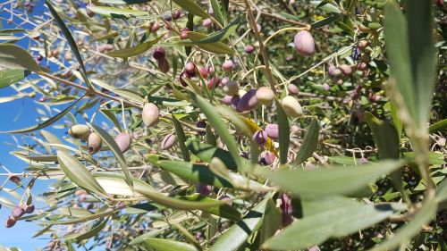 olives extremadura spain