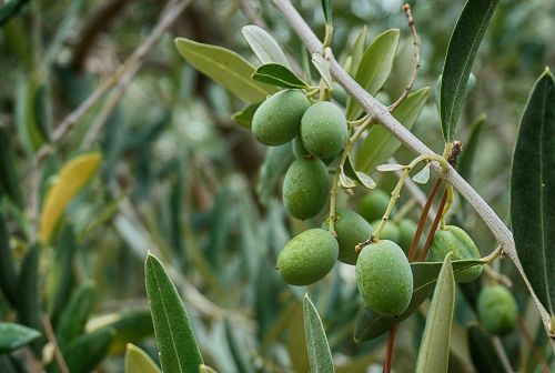olives olive tree olive leaves branch