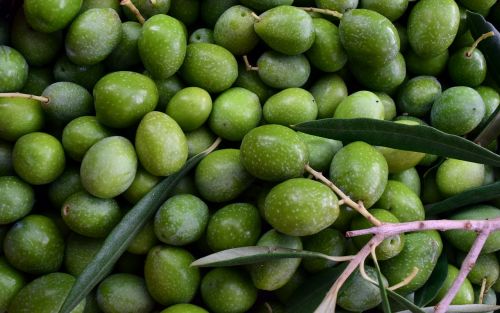 olives green ripe