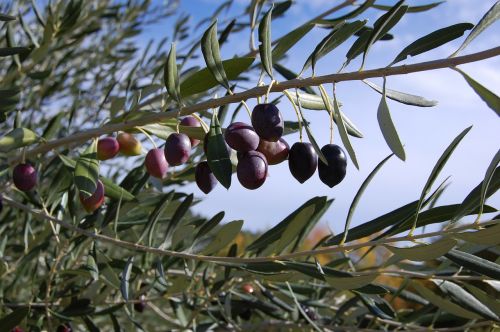 olives olive tree france