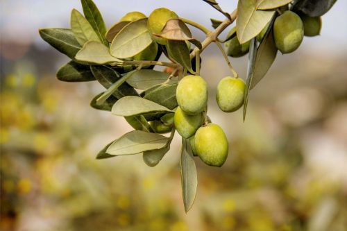 olives trees fruit