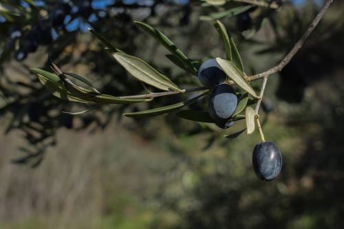 olives fruit nature