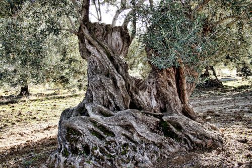 olives levels olive tree