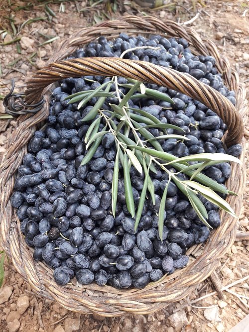olives  olivas  mediterranean
