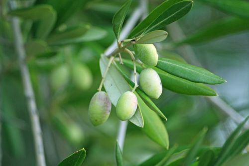 olives olive tree olive