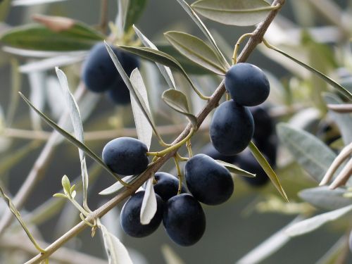 olives olive branch fruits
