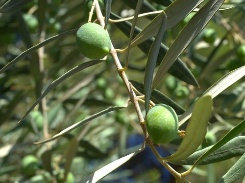 olives  olive tree  olive garden