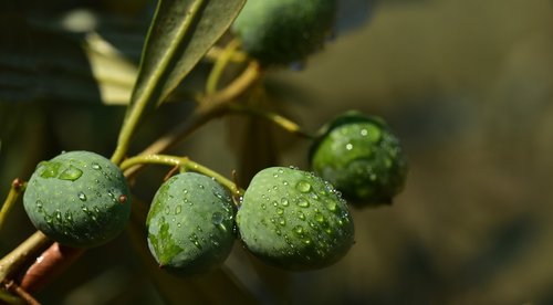 olives  green  food