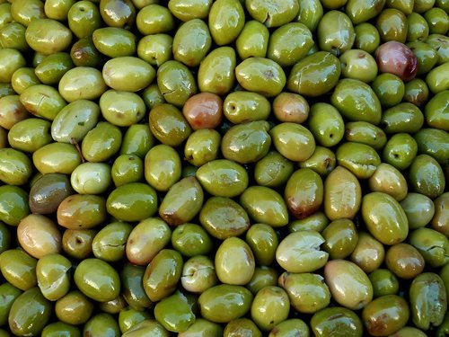 olives  harvested  pick