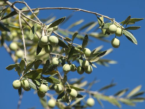 olives  green  blue