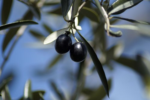 olives  olive branch  fruits