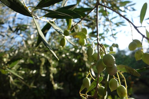 olives  greece  tree