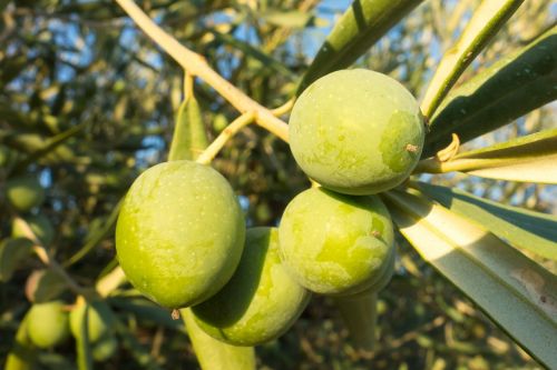olives olivas see