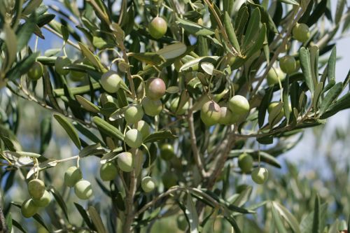 olives fruits the green trees