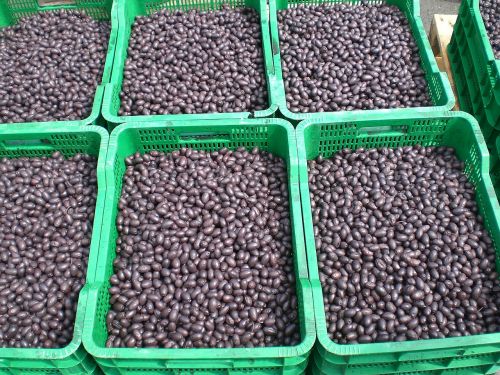 olives black market
