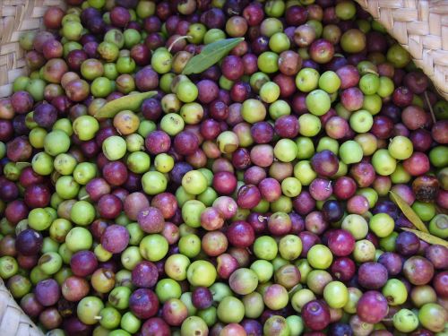 olives harvested pick
