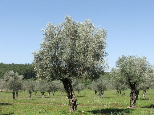olives trees nature