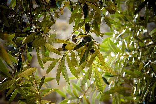 olives tree olive tree