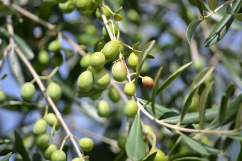 olives green olives olive grove