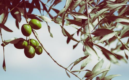 olives olive tree fruits