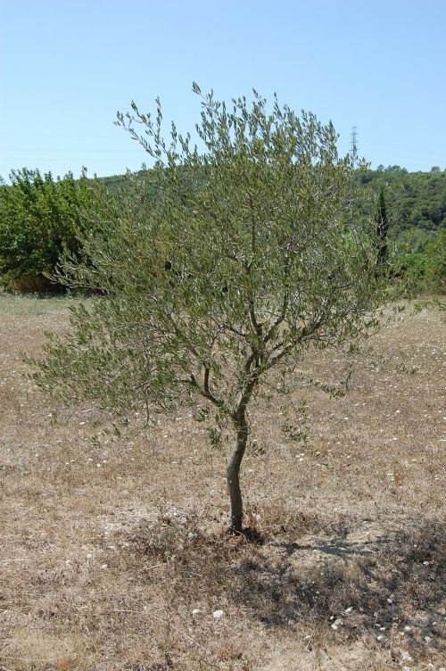 olivier tree nature