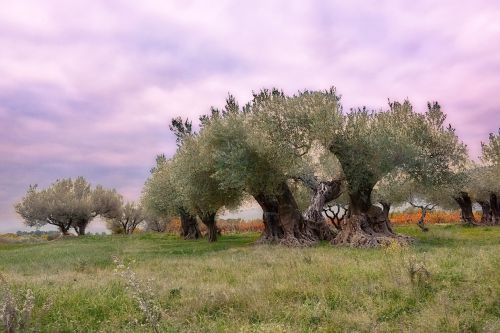 olivier provence france