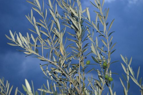 olivier olive branch background
