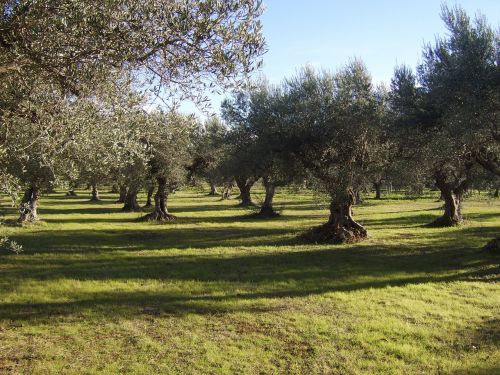 olivo sun field