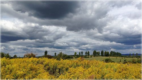 olkusz poland meadow