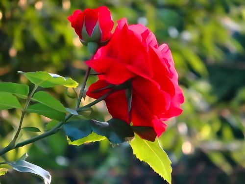 rose flower olkusz poland