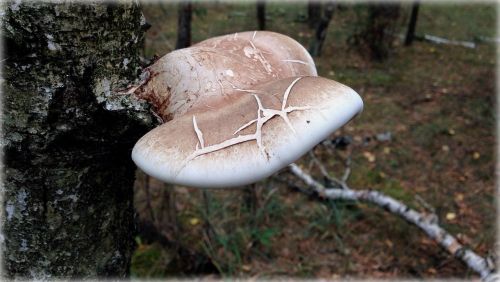 olkusz poland mushroom