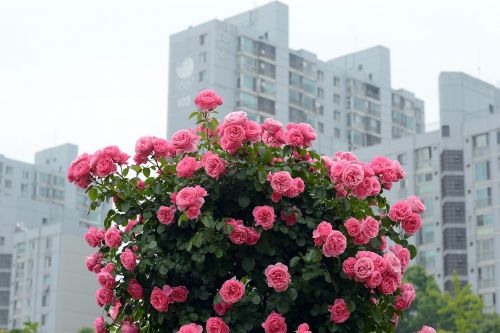 olympic park rose rose festival