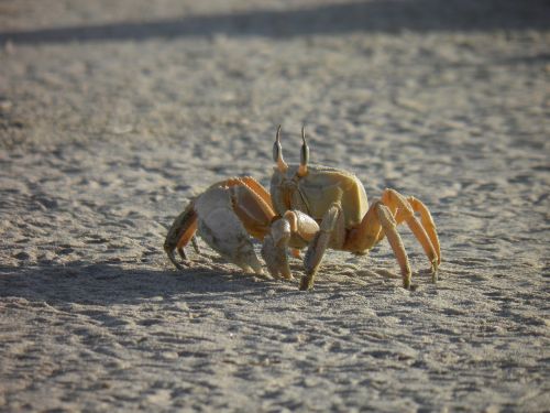 oman sandy beach crab