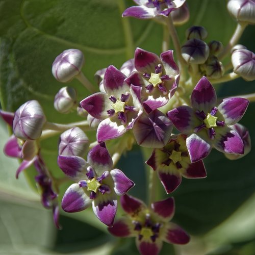 oman  plant  flower