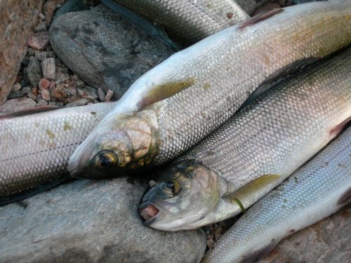 omul fish catch