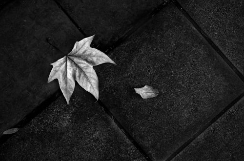 on the ground floor leaf