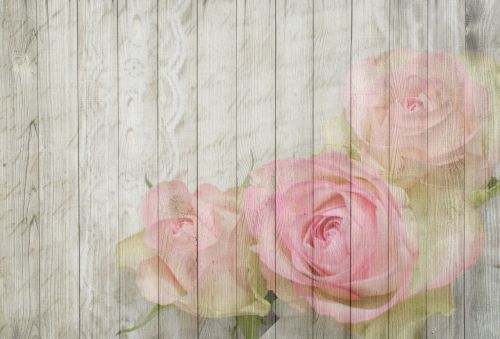 on wood rose rose bloom