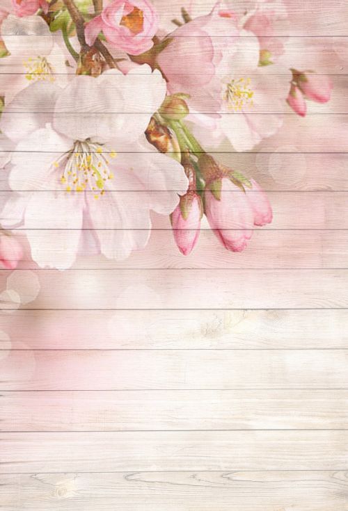 on wood cherry blossom pink