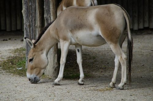 onager mule zoo